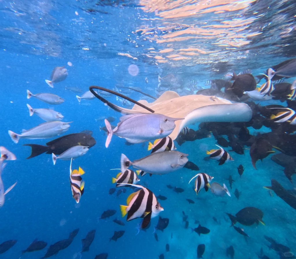 马穆迪岛是亚庇市游客最多的岛屿之一，深受潜水爱好者欢迎。小红书