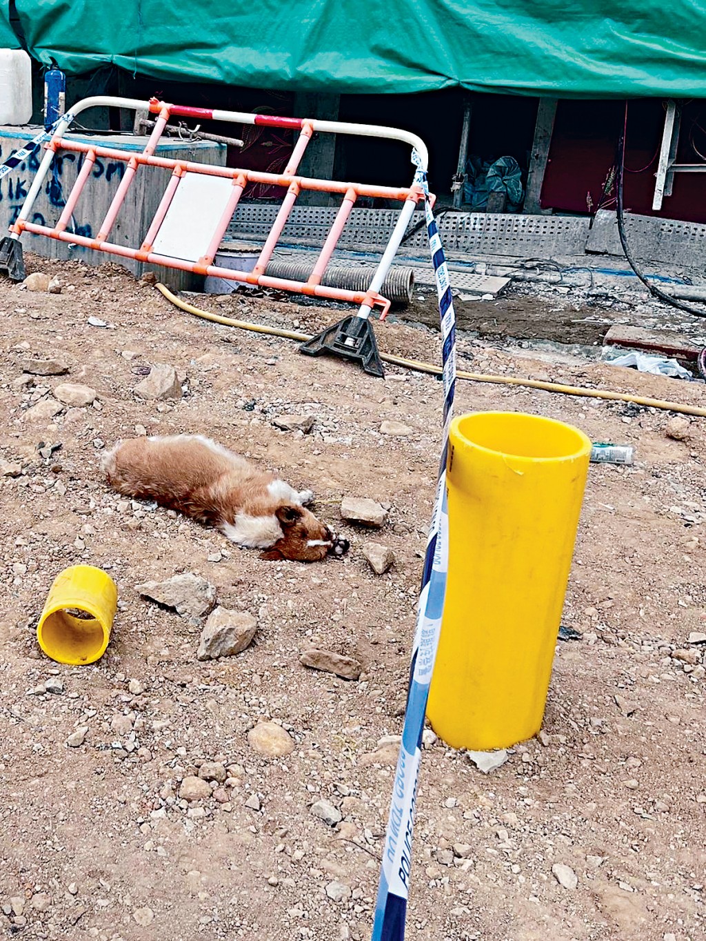 哥基犬疑遭虐殺，屍體被棄置於地盤。 