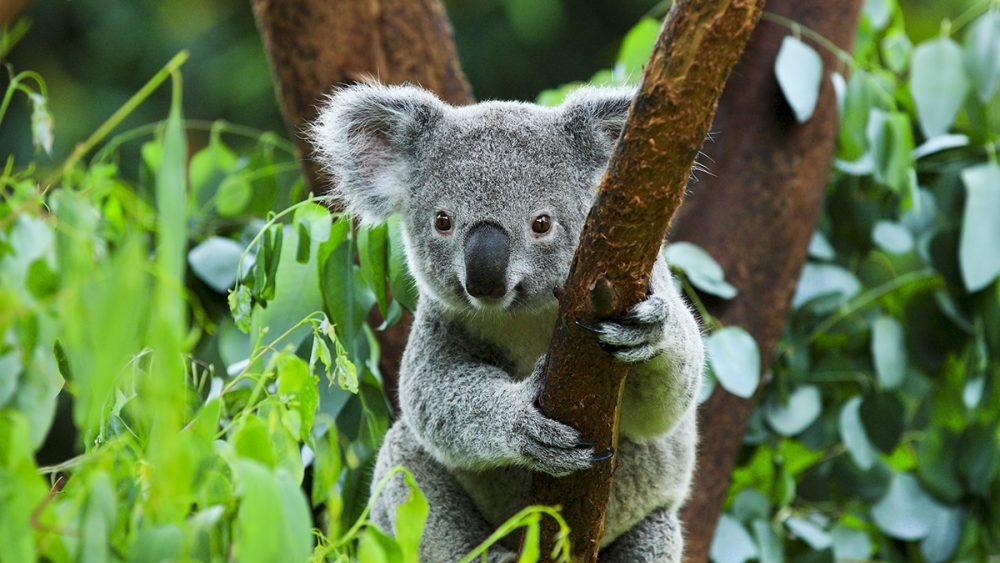 澳洲將東岸野生樹熊從易危物種升格為瀕危物種。資料圖片