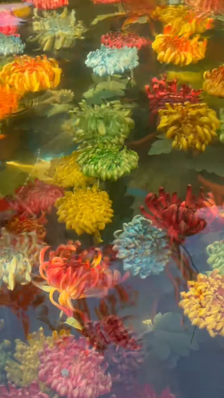 開封水下浮菊打破賞花只可在地上的固有思維，大獲好評。