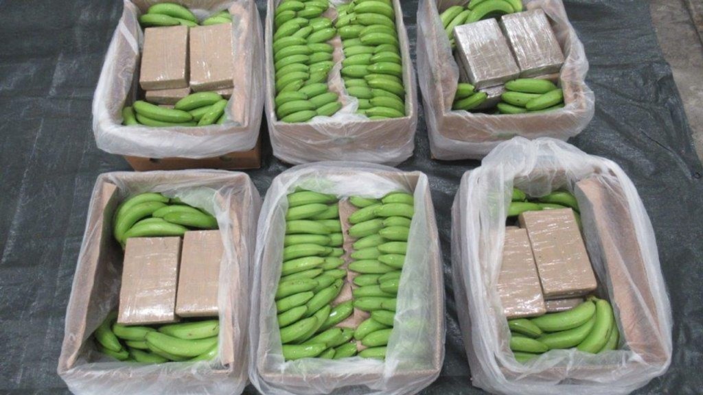 緝獲的可卡因收藏在一批來自南美洲的香蕉箱中。英NCA圖片