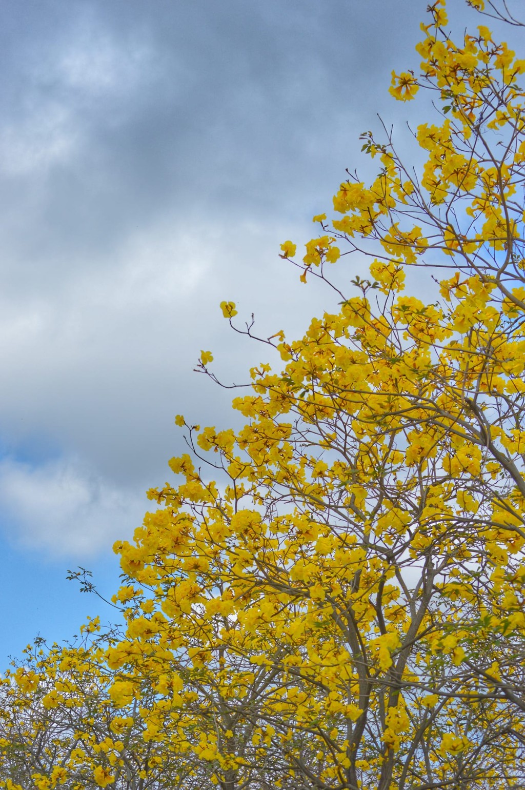 黄花风铃木的花朵花缘呈现皱摺状，似足风铃形状，因而得名。花期通常为每年的2至3月，花期短暂，想去赏花的大家要把握时间！（图片来源：FB @ Helen Li 提供）