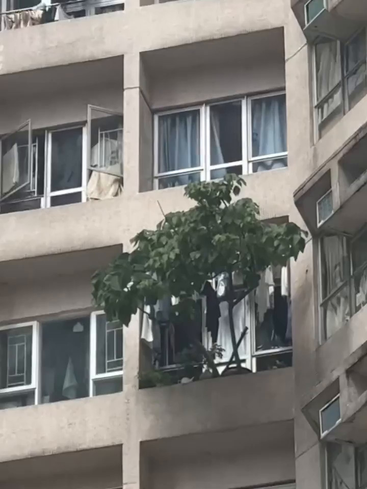 樓主也在回應欄接連透露跟進的情況：  •好幾個月前已經留意到，之前打風佢又 無事wo（喎），好癲。Threads截圖