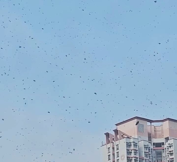 樓主:你哋嗰到有冇咁呀?fb「天水圍街坊鄰里」截圖 樓主:你哋嗰到有冇咁呀?fb「天水圍街坊鄰里」截圖