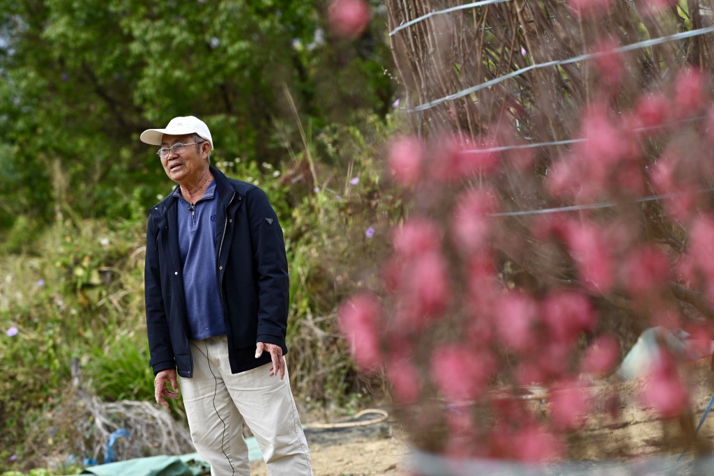 郭財添預計今年可賣出約300棵桃花，價錢則由1千元至6萬元不等。