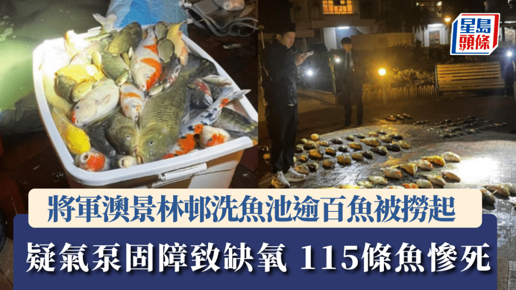 將軍澳景林邨洗魚池 逾百條魚被撈起疑缺氧慘死 網民狠批「完全冇常識」。「香港救援鳩鴿及雀鳥」及 「香港動物報」圖片