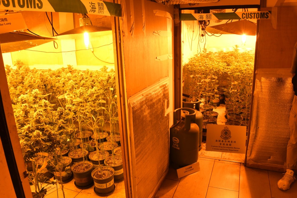 单位内分有不同成长期的大麻种植区。