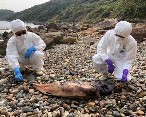 該條年幼江豚屍身體已嚴重腐爛。圖:海洋公園保育基金