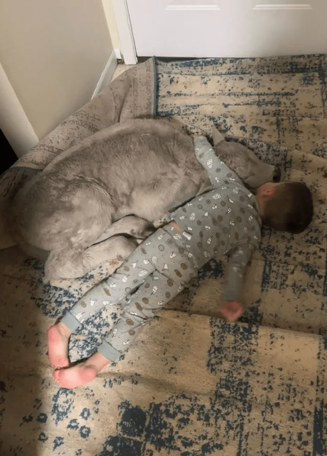 初生小牛險凍死獲救，在屋內與少主甜睡的照片感動全網。美聯社