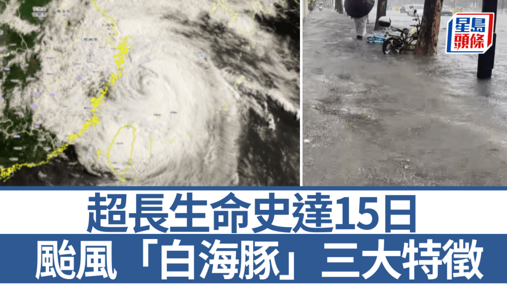 專家指，颱風白海豚擁有超長生命史。