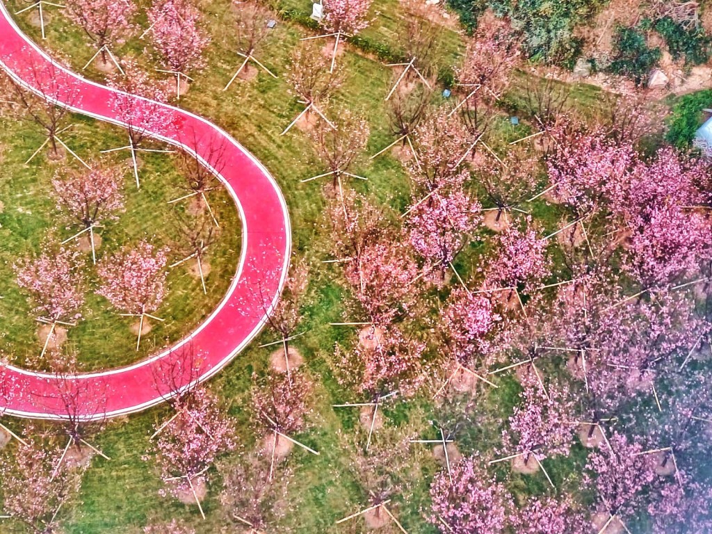 櫻花園遍植大量廣州櫻。網圖