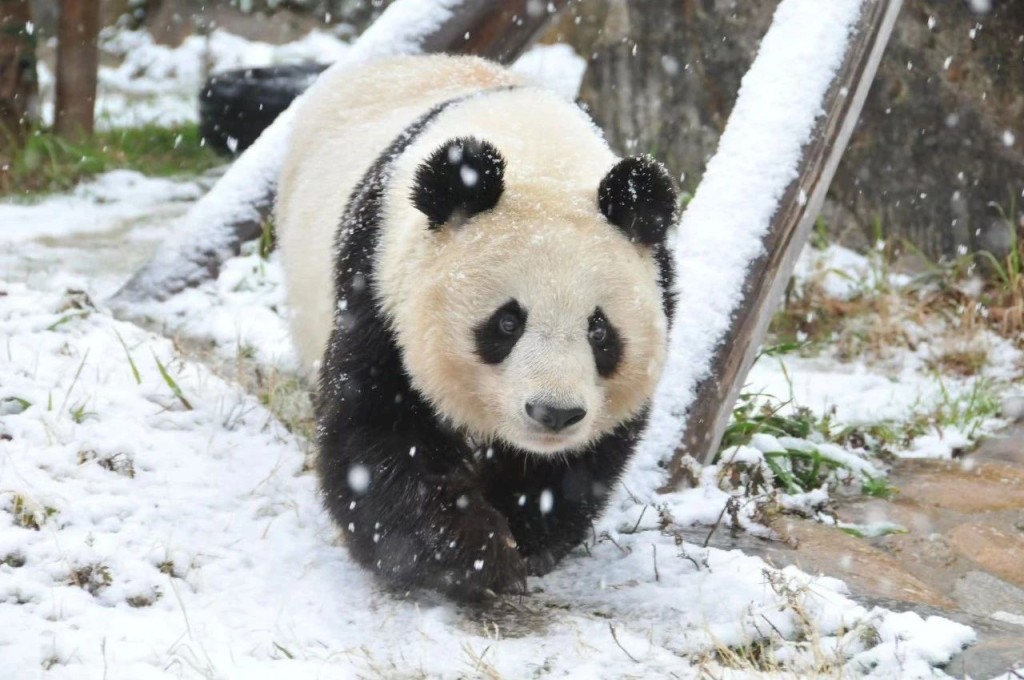 大熊猫「爽爽」将制成标本再运回国。
