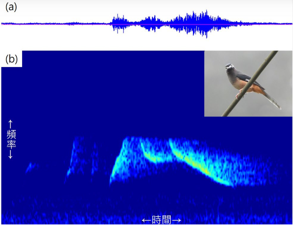 不同鳥類的鳴叫聲有不同特性，將其轉換成頻譜圖圖像後，便可以圖像方式讓AI進行學習與辨識。 圖片來源︰農業部生物多樣性研究所