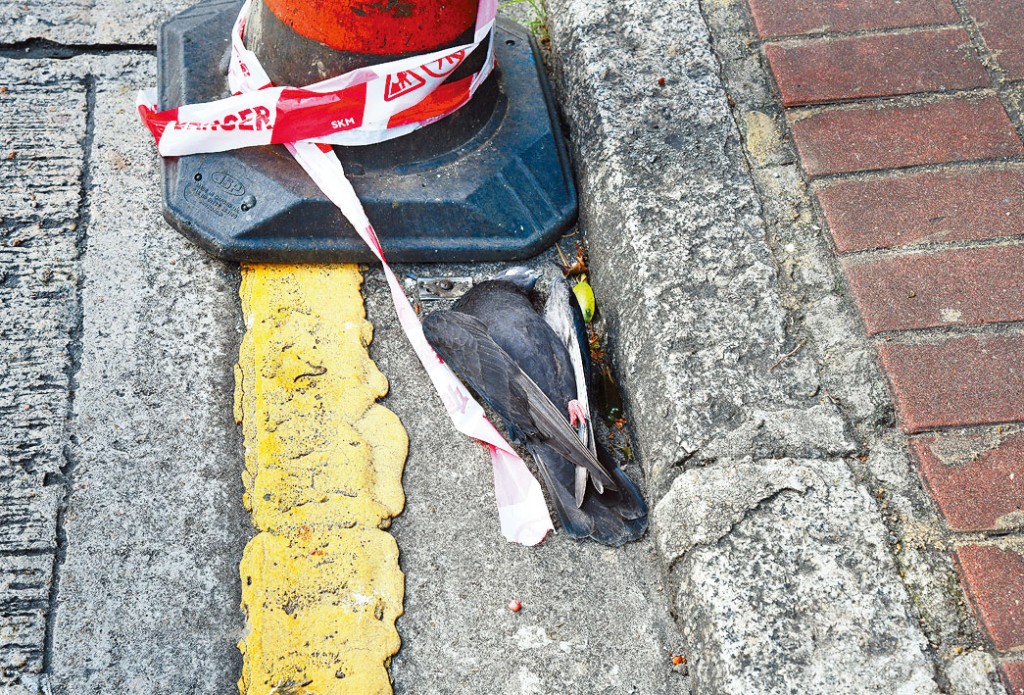 遭掷石击中死亡的鸽子。