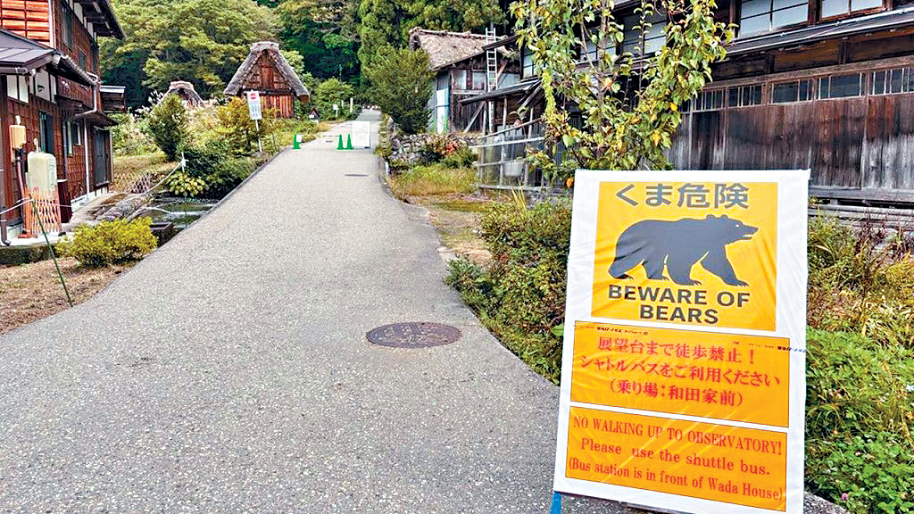 日本白川鄉合掌村近月頻傳目擊熊出沒案例。