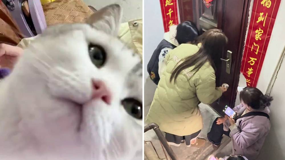 除夕夜全家忘帶鑰匙被鎖門外，醒目貓咪5分鐘建奇功。