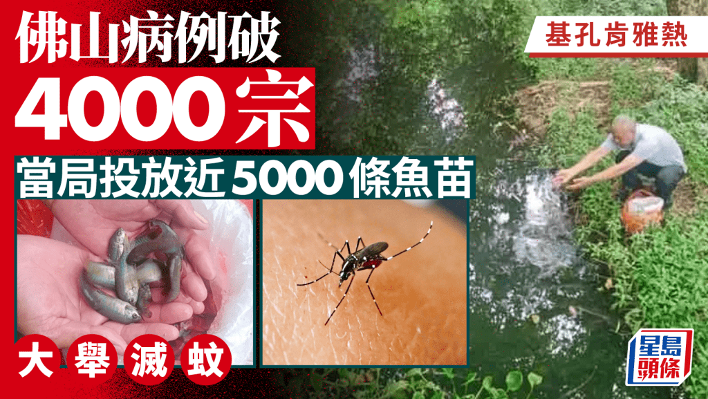 基孔肯雅熱｜佛山五區確診破4000宗  近5000條「滅蚊魚苗」大軍出動