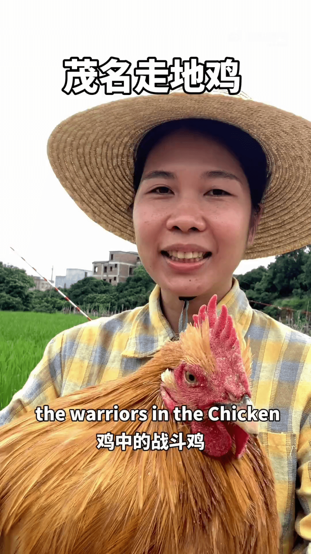 茂名女自学「粤式英语」推广走地鸡。