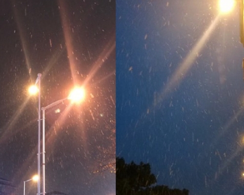 不少网民在社交网站上分享上海的初雪。网图