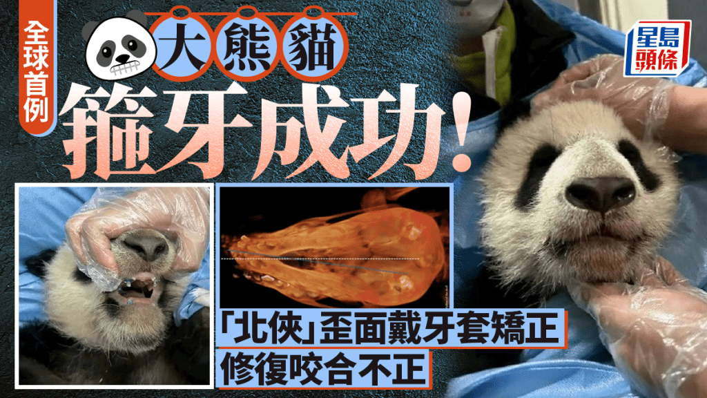 全球首例｜大熊貓「北俠」箍牙成功 成都基地聯手名醫矯正「歪臉