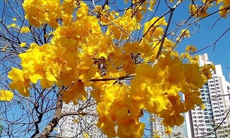 南昌公園黃花風鈴木在藍天下鮮艷奪目。讀者Kwok Shun Nok Harry提供