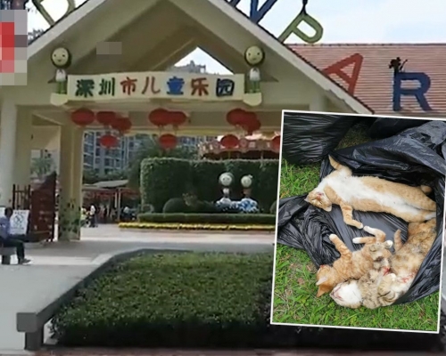 深圳市儿童乐园内有8只流浪猫疑被人毒杀。网图