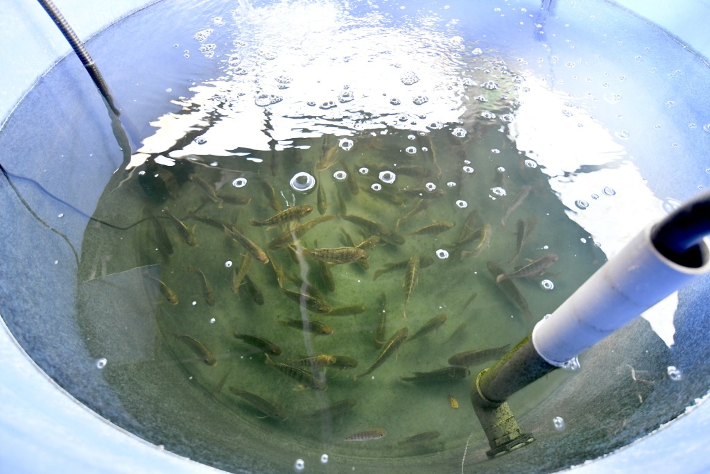 港鐵培育金山鯽魚苗,首批最快今年春季投放魚塘,供雀鳥覓食。 港鐵培育金山鯽魚苗,首批最快今年春季投放魚塘,供雀鳥覓食。