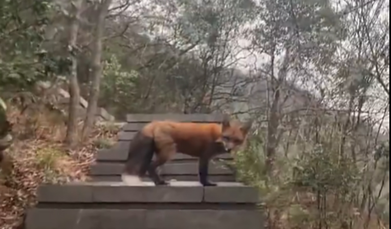 浙江杭州白岩山区有一只赤狐出现。 网片截图