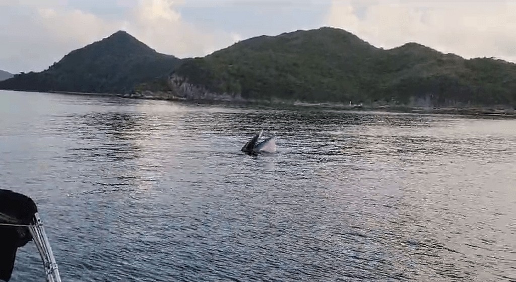 小鲸鱼至今一直留在西贡海域生活。读者提供
