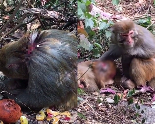 網民質疑桂林七星公園捕殺獼猴手法太殘忍。