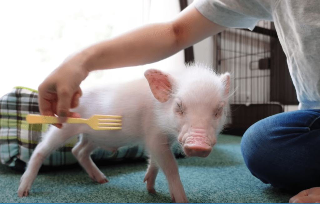 「五花肉」最後是被劏了，還是被其他人收養了，視頻並未提及。