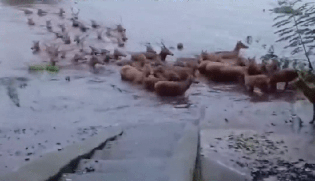 麋鹿群上岸避洪水，目擊者稱有六七十隻。