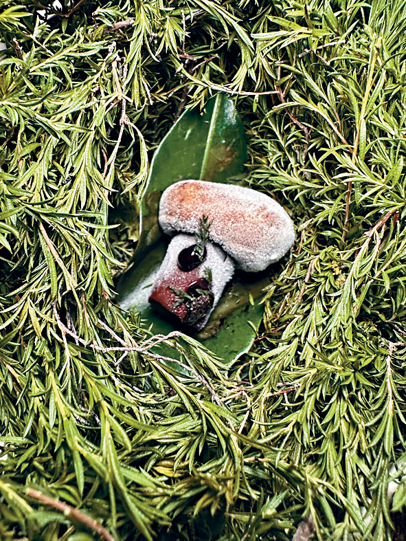 冰凉透心，外形犹如蘑菇的海藻野生水果甜点。