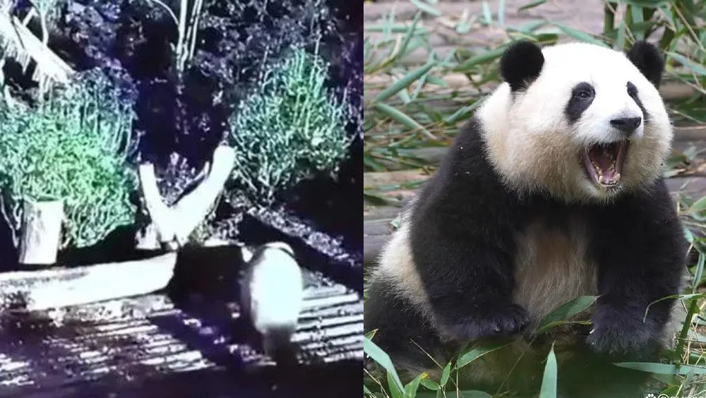 除夕夜當天，大熊貓花花被獨自關外場數小時。