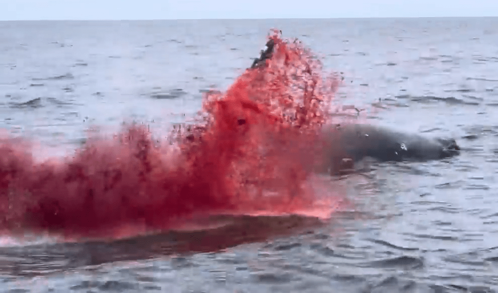 鯨魚內臟及血液噴出