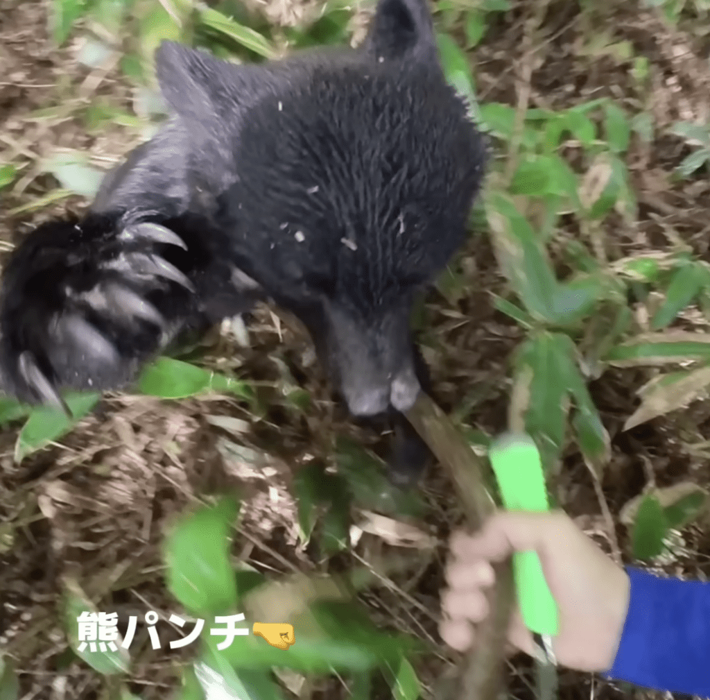 影片中，黑熊多次猛力扑向他，形势十分凶险。