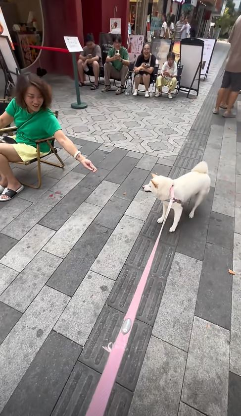 糖糖在十全街頗有人氣，是知名的為食狗。抖音