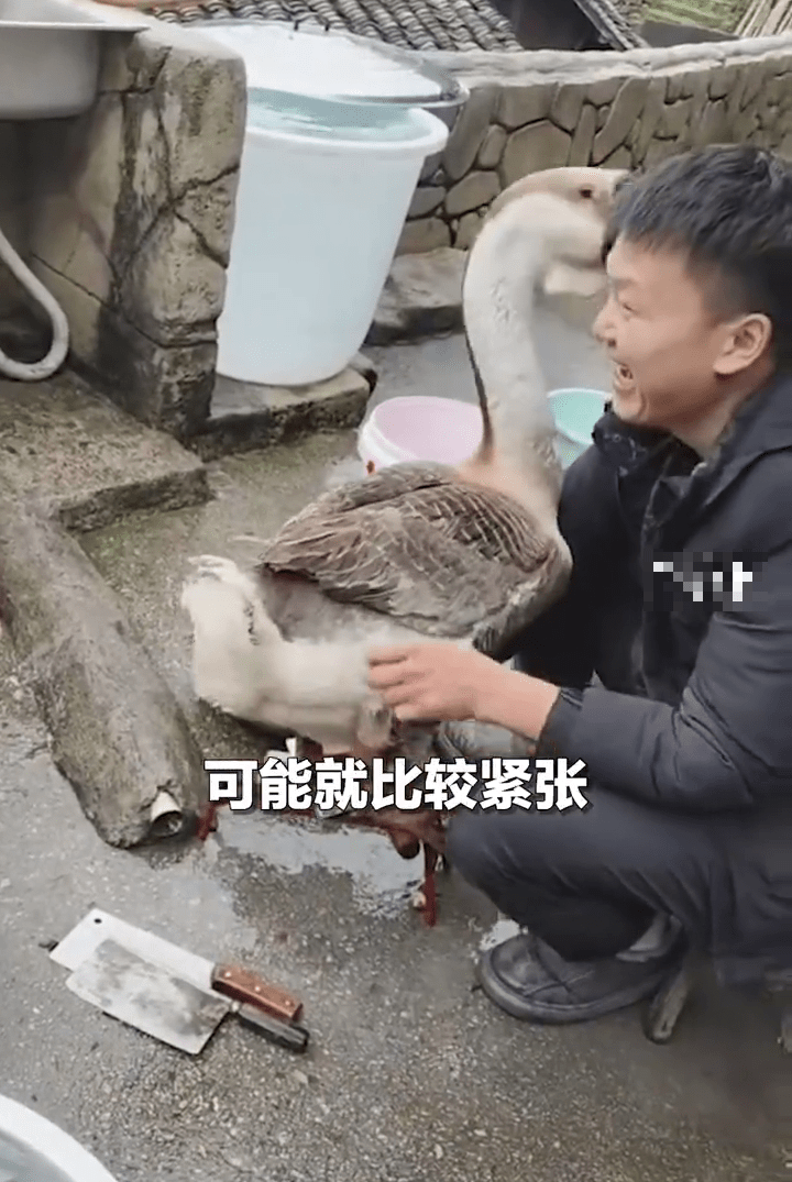 大鵝身體不斷阻止主人磨刀，逗得主人非常開心。 中國青年報
