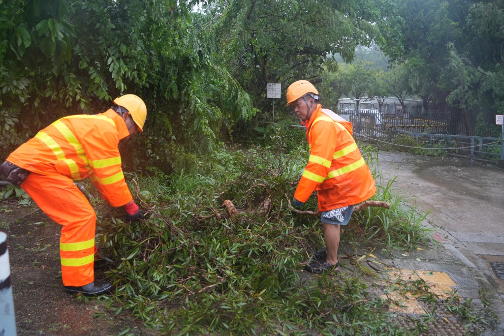 林村有樹林倒塌，現場有工人清理塌樹。吳艷玲攝。