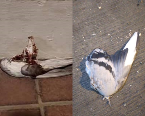 香港救援鳩鴿及雀鳥FB