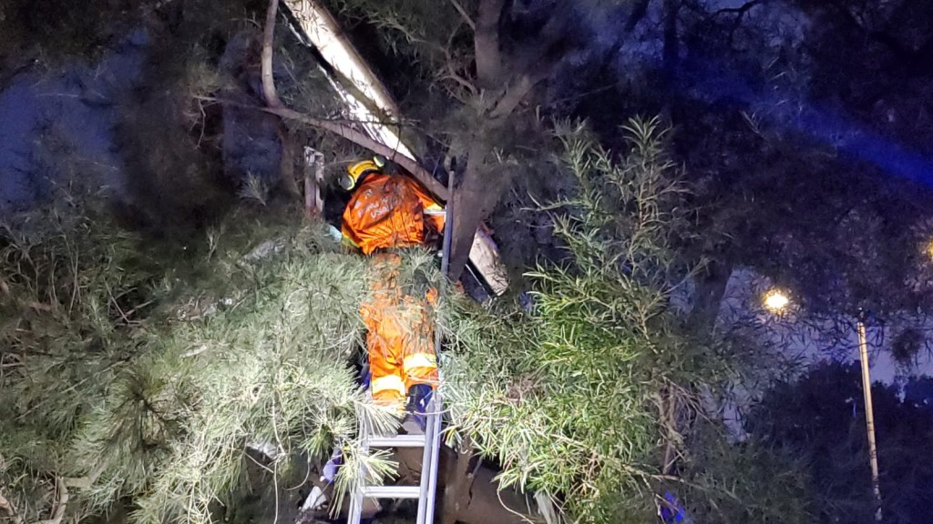 巴士車頂部件橫臥樹枝上