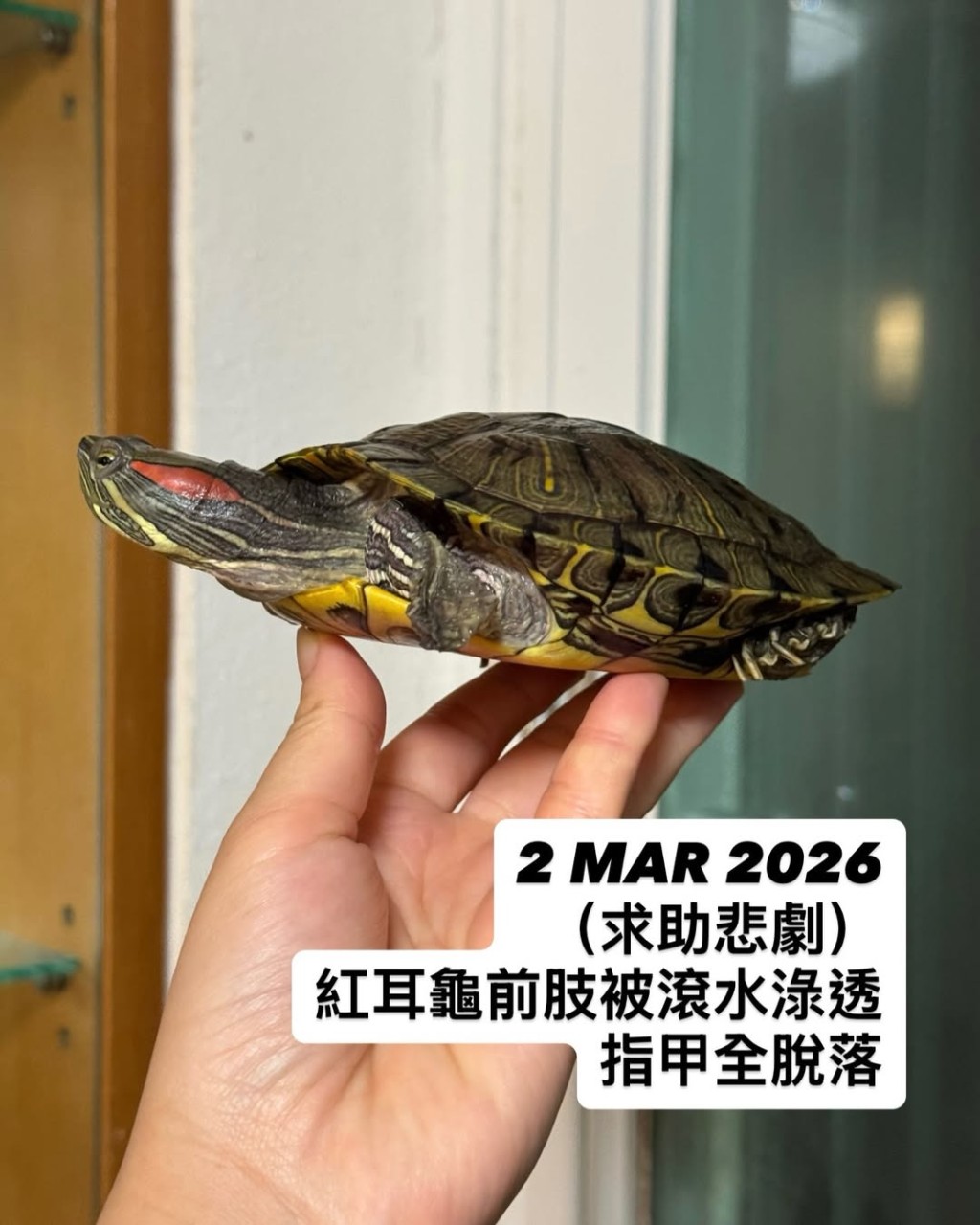 紅耳龜所有指甲掉落，前肢甩皮、眼部和皮膚亦有灼傷痕跡。「Turtle Advocacy Hong Kong 棄龜庇護所」Instagram圖片