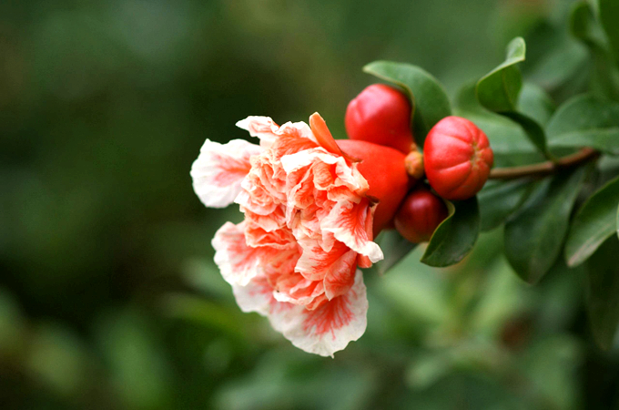 石榴花 (图片由作者提供)