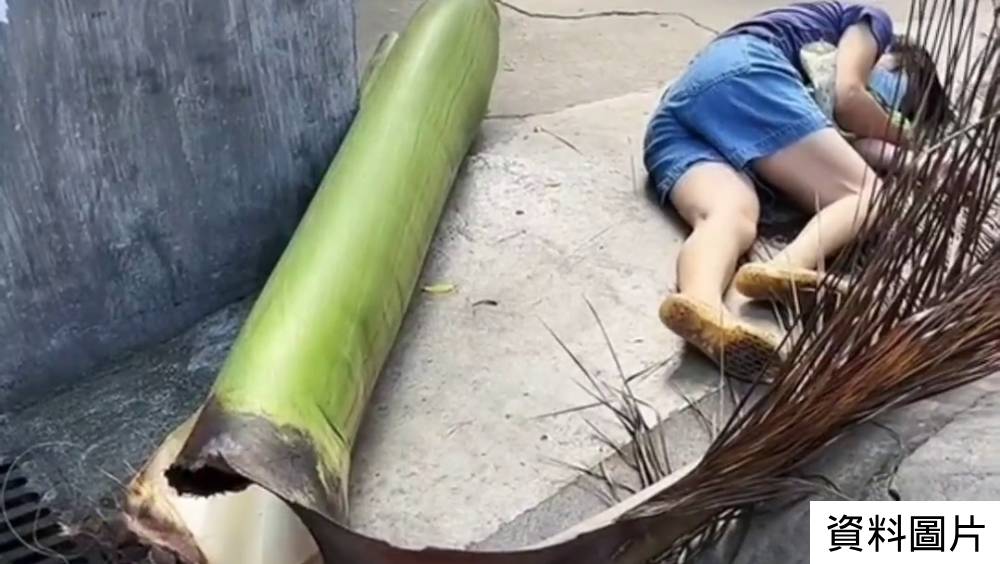 珠海女散步遭椰葉砸至十級傷殘，法院判物管公司賠償4萬餘元。 資料圖片