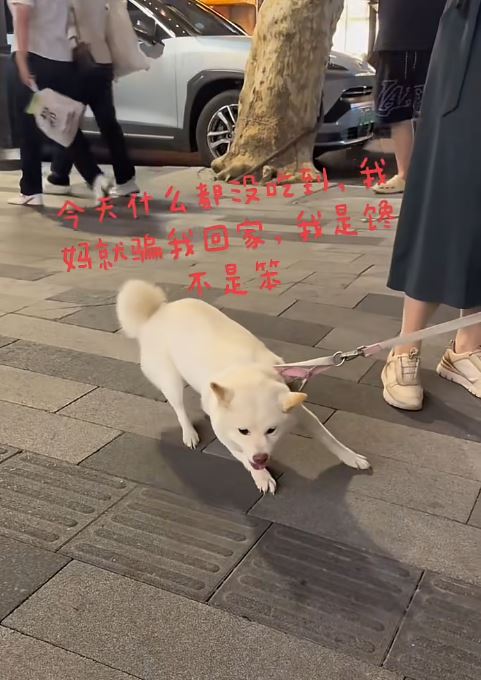 糖糖在十全街頗有人氣，是知名的為食狗。抖音