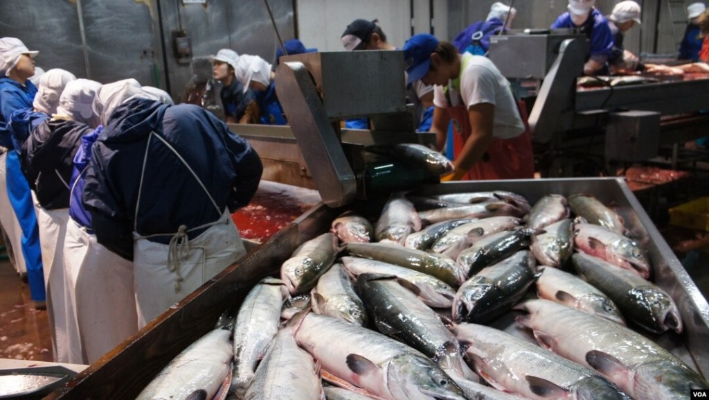 北海道根室一个渔业加工厂，外籍劳工正在剖解三文鱼，准备醃制。网上图片