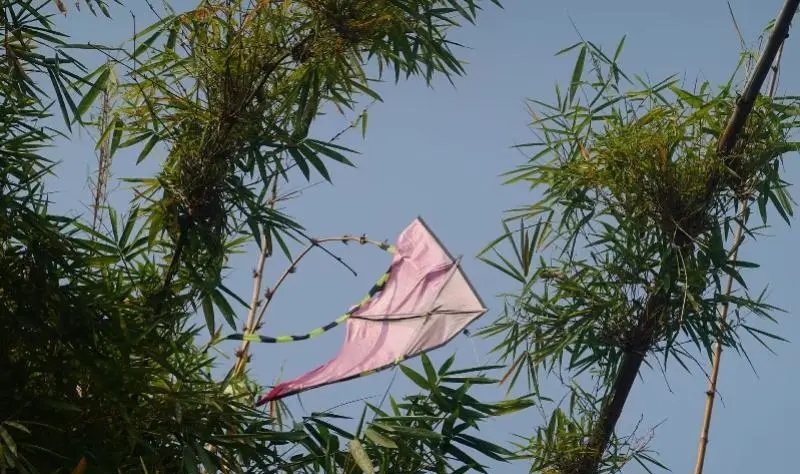 在莲花山风筝广场周边的树上，挂著断线的风筝。 南方都市报