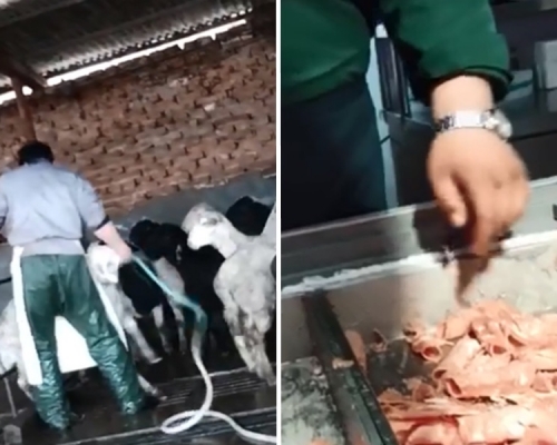 內地媒體繼續揭發羊肉行業涉灌水肉甚至偽冒肉的不良行銷手法。網上影片截圖