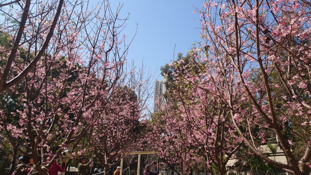 满树樱花形成一大片粉红花海（图片来源：康文署）