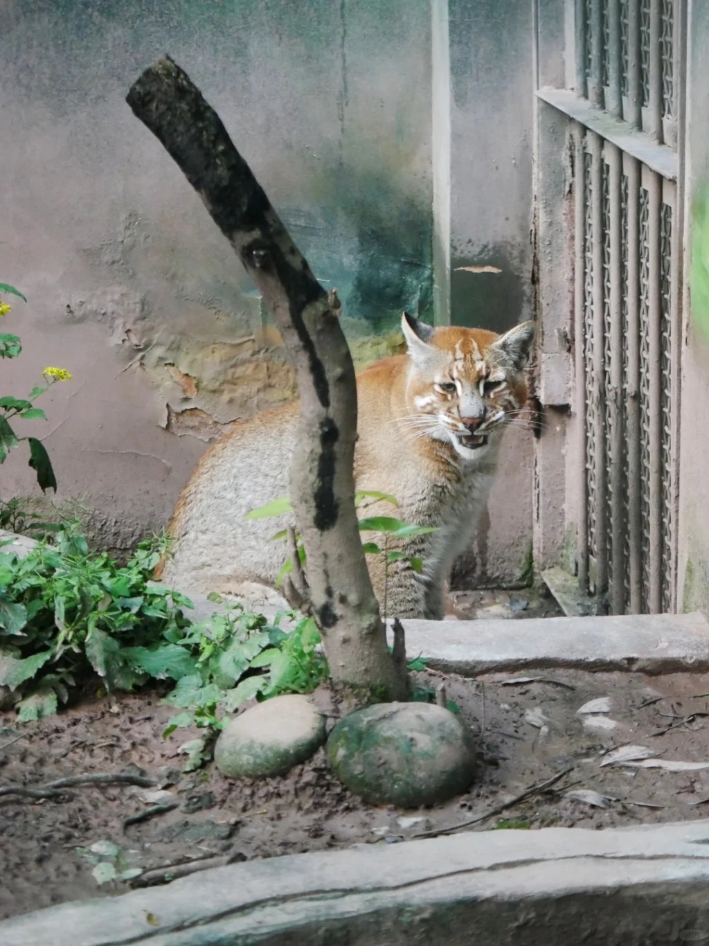 重慶金貓「阿宅」離世，全國動物園僅餘2-3隻同類動物，稀有過大熊貓。 